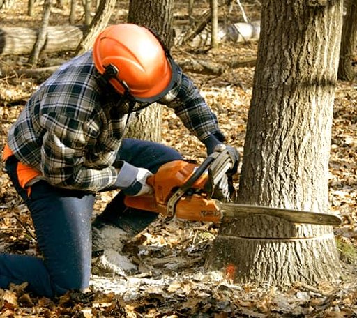 Tree Removal in Belmont, CA